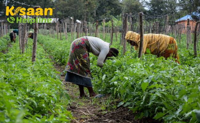 5 शीर्ष खेती तकनीकों को किसानों के लिए सरकार द्वारा अधिक मुनाफे के लिए बढ़ावा देना चाहिए